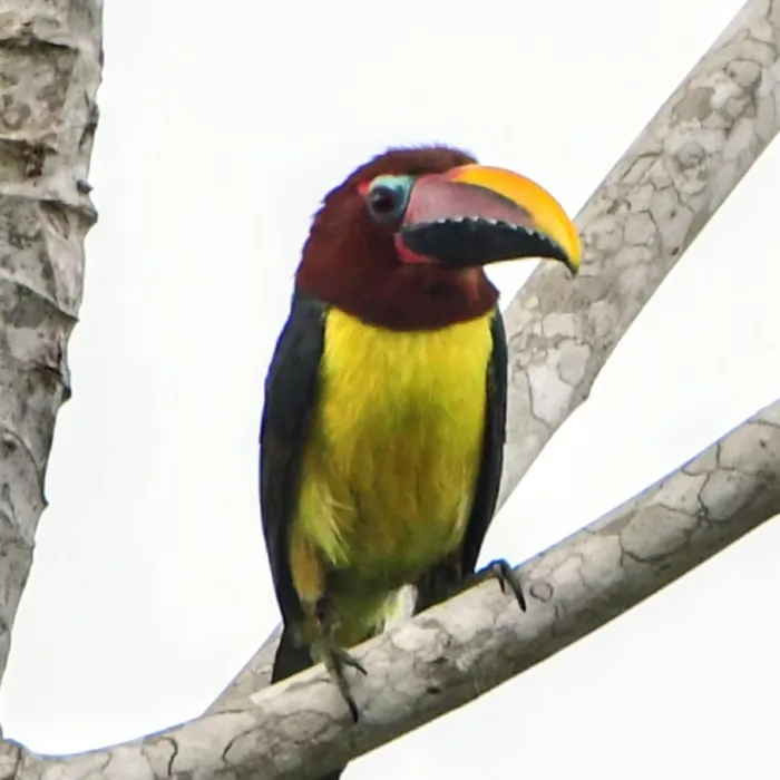 Spotted Green Aracari