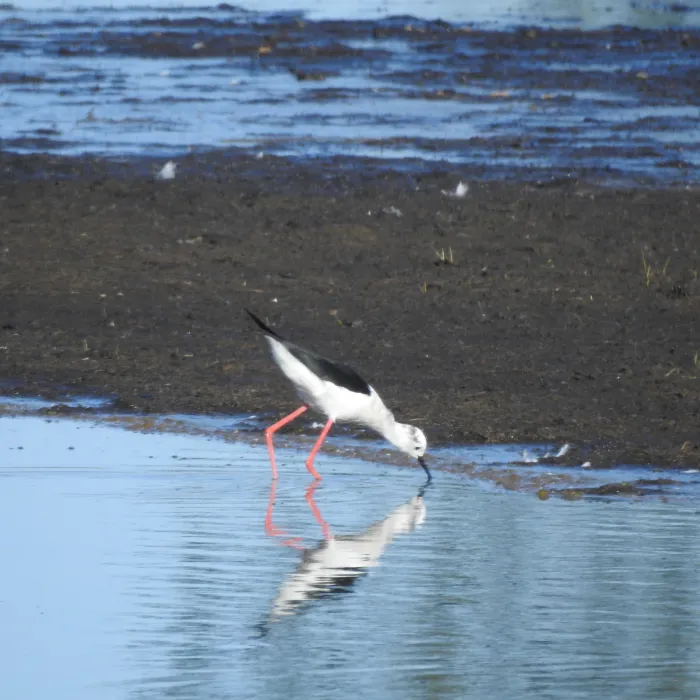 Spotted Black-winged Stilt