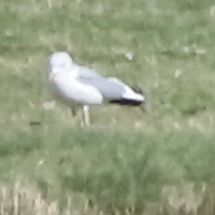 Spotted Common Gull
