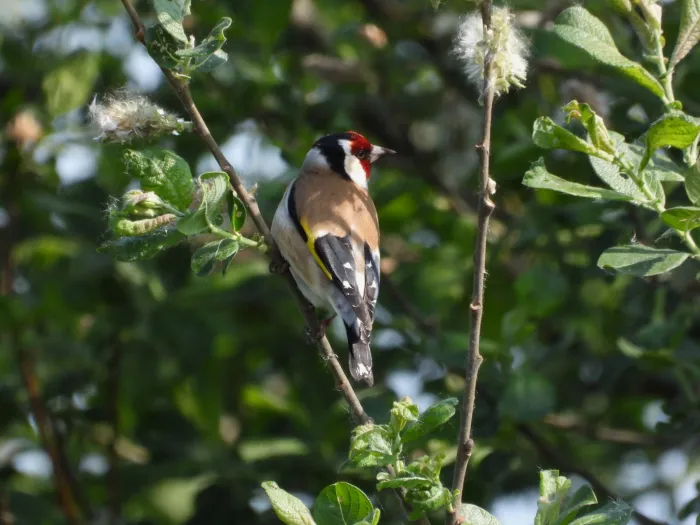 Spotted European Goldfinch