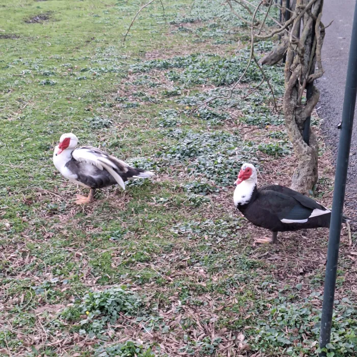 Spotted Muscovy Duck