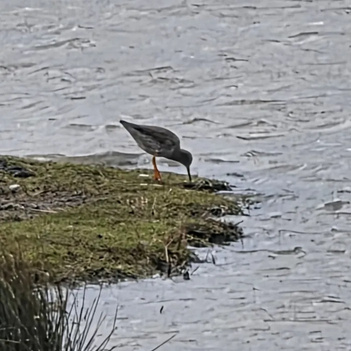 Common Redshank