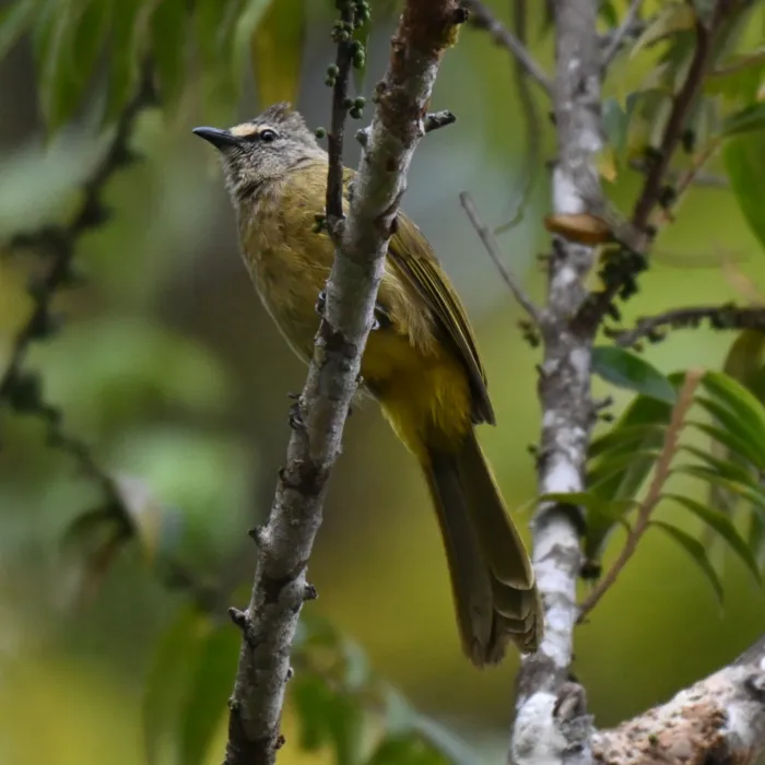 Gespotte Geelwangbuulbuul