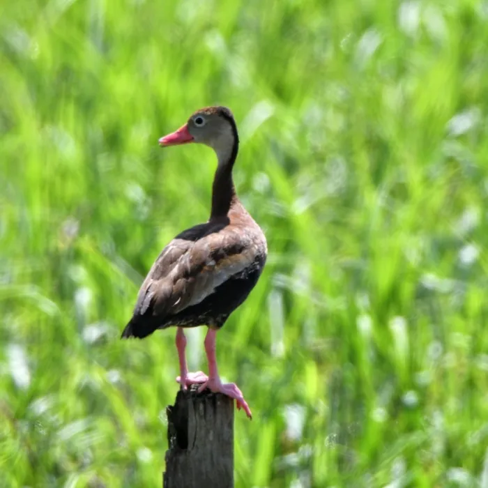 Gespotte Zwartbuikfluiteend