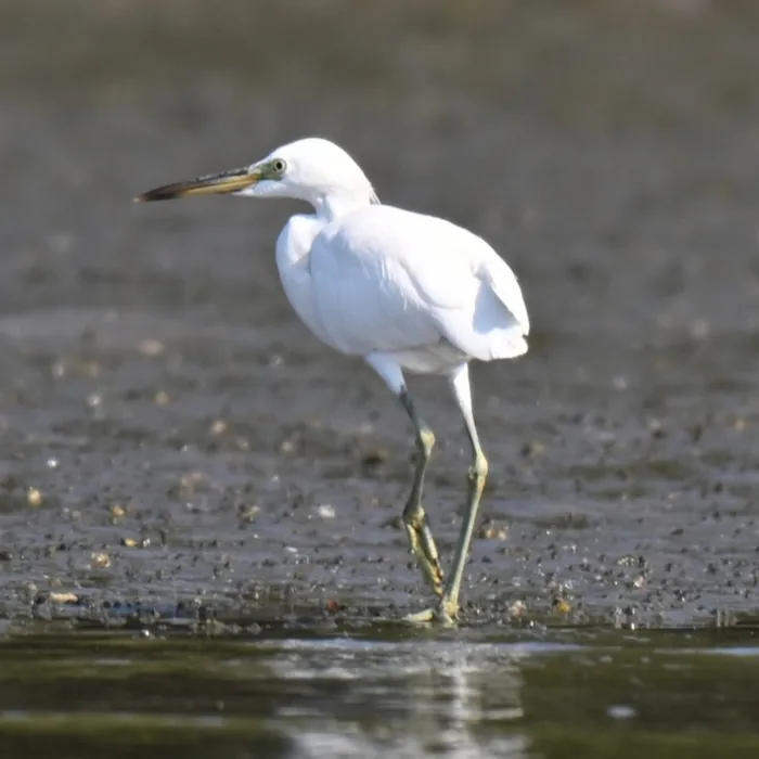 Gespotte Chinese zilverreiger