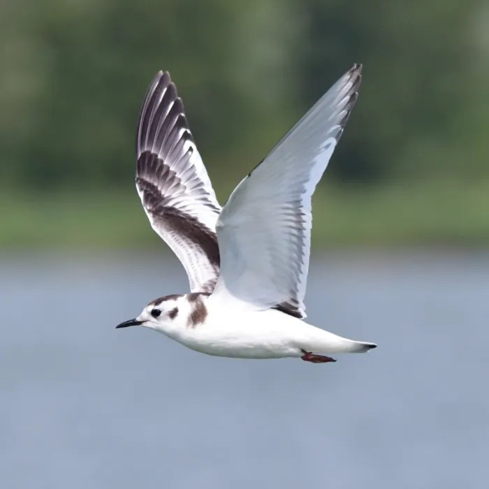Spotted Little Gull