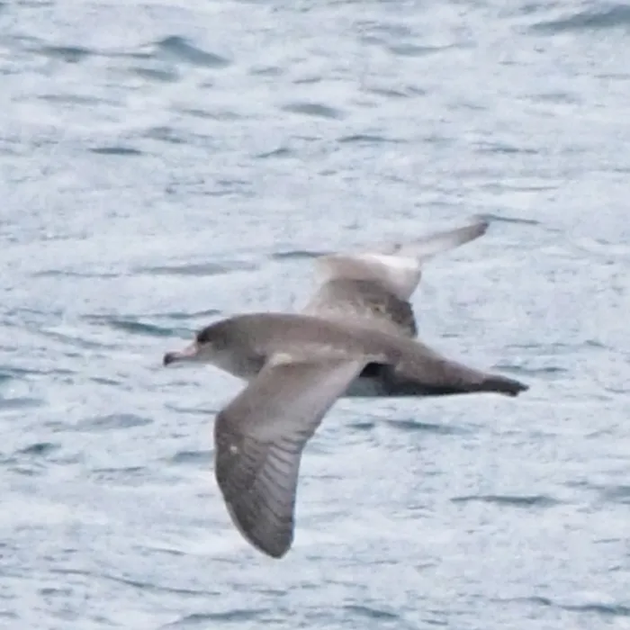 Spotted Pink-footed Shearwater