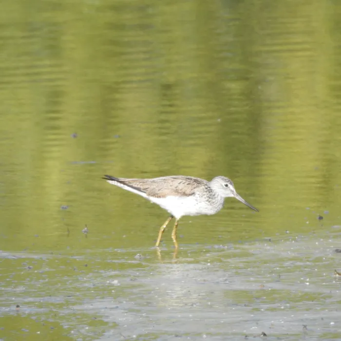 Spotted Common Greenshank