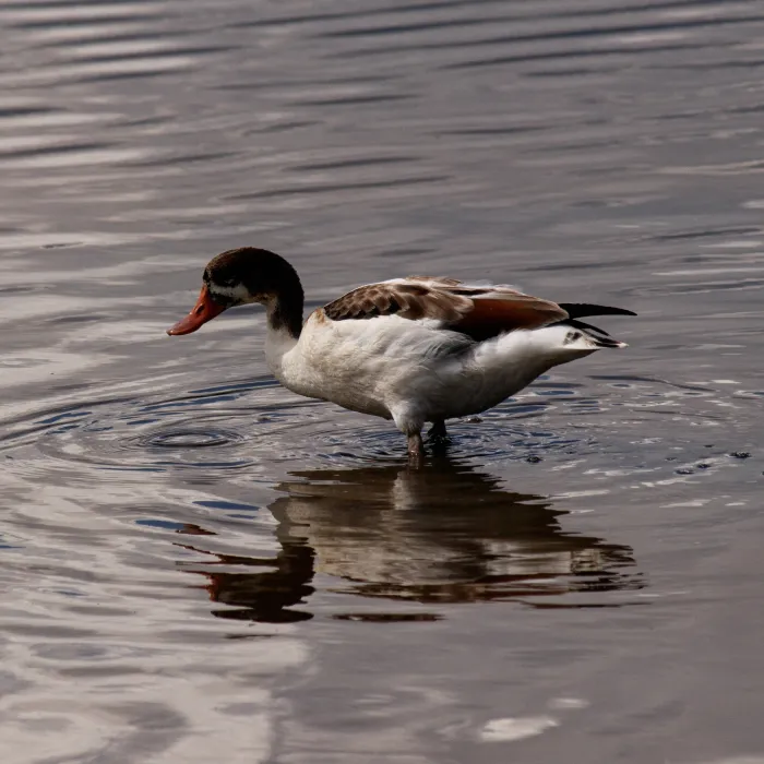 Spotted Common Shelduck