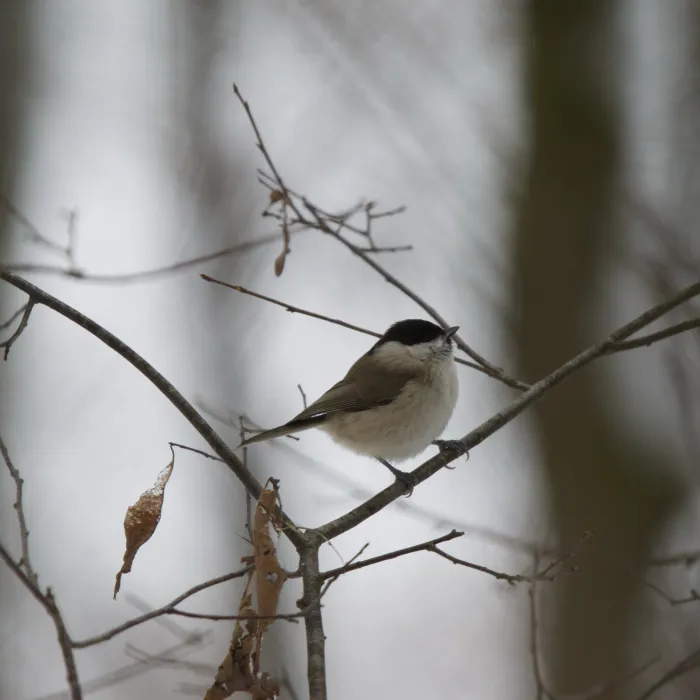 Spotted Willow Tit