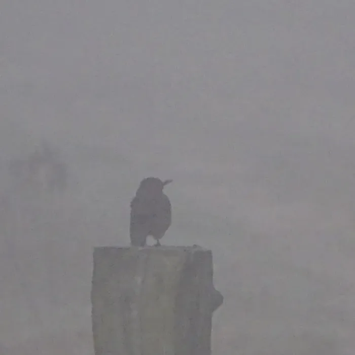 Spotted Eurasian Blackbird