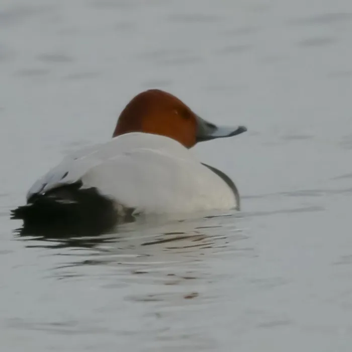 Spotted Common Pochard