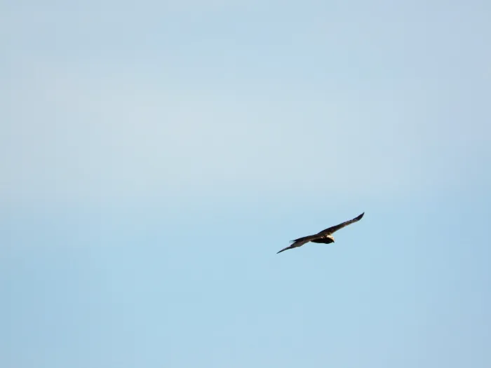 Spotted Western Marsh Harrier