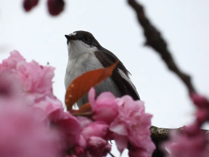 Gespotte Bonte vliegenvanger