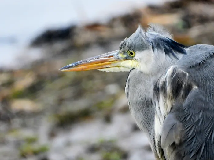 Gespotte Blauwe reiger