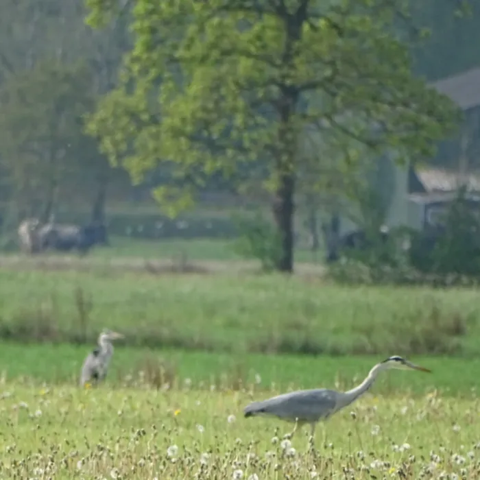 Waargenomen Blauwe reiger