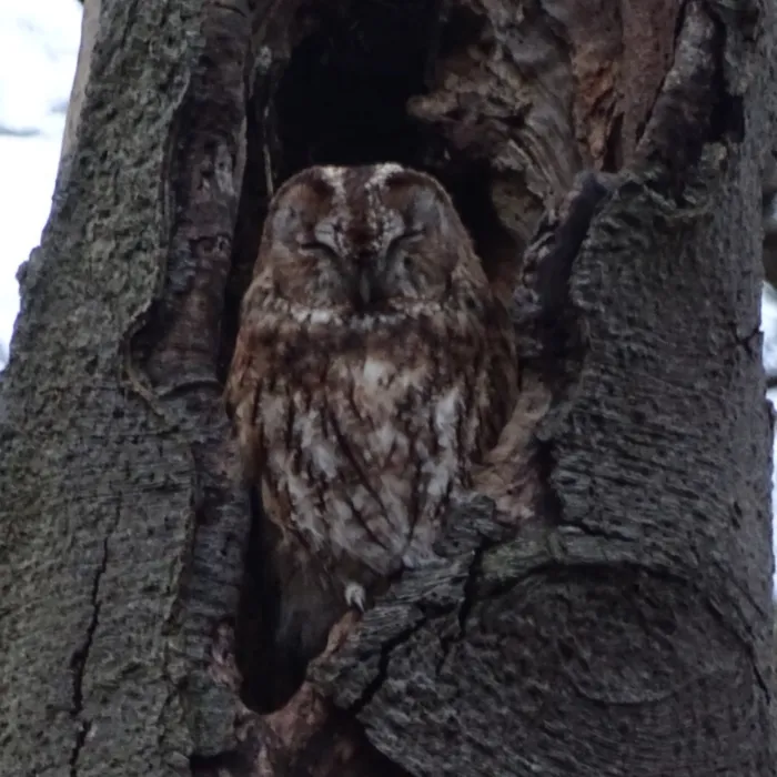 Spotted Tawny Owl