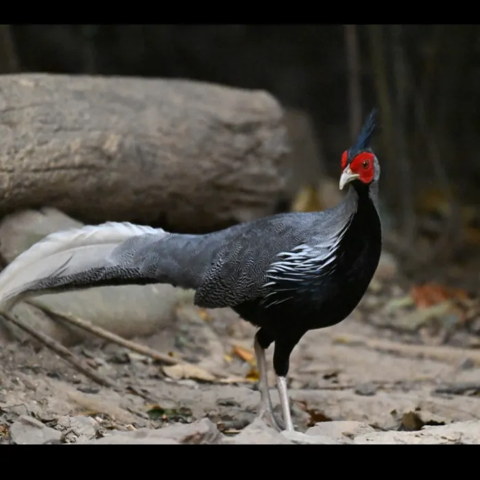 Gespotte Zilverfazant