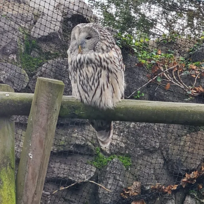 Spotted Ural Owl