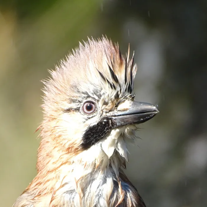 Gespotte Gaai