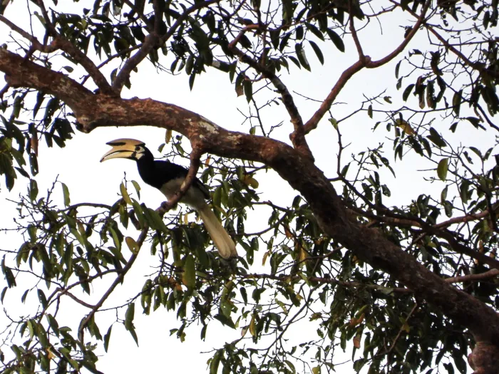 Gespotte Indische neushoornvogel