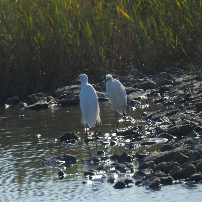 Spotted Little Egret