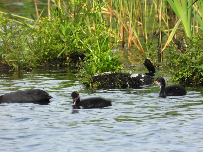 Waargenomen Meerkoet