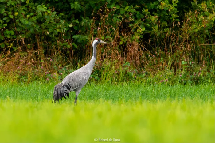 Waargenomen Kraanvogel
