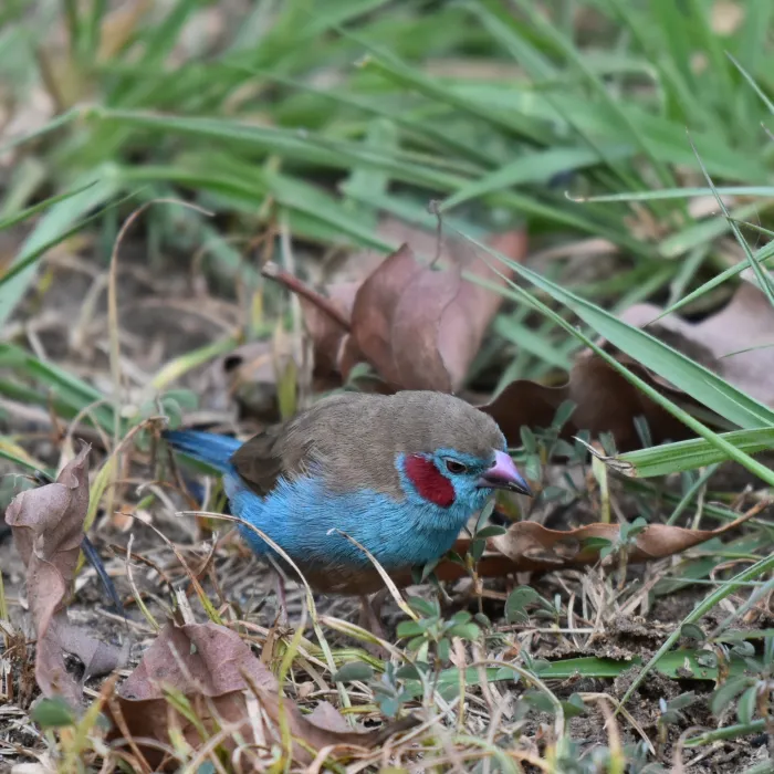 Gespotte Blauwfazantje