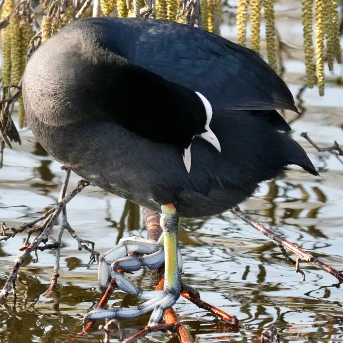 Spotted Eurasian Coot