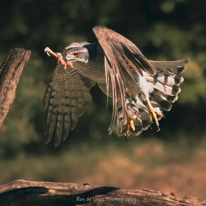 Spotted Eurasian Goshawk