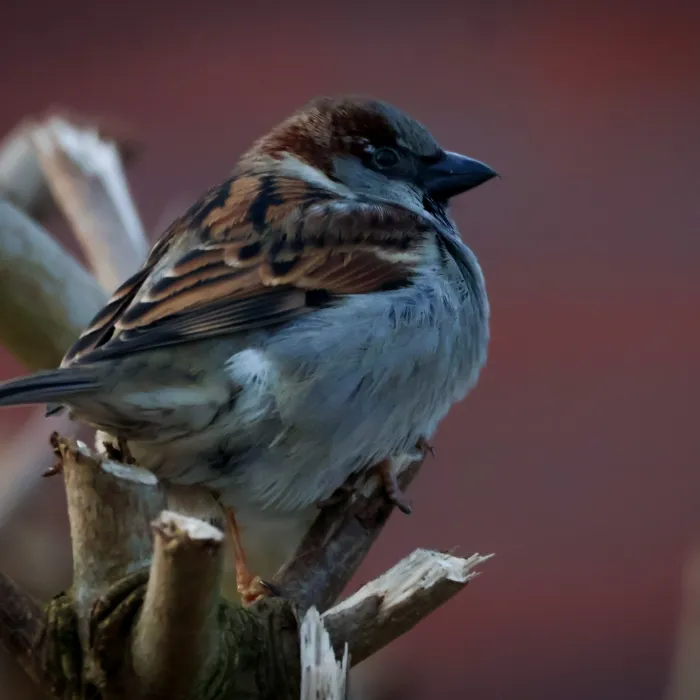 Spotted House Sparrow