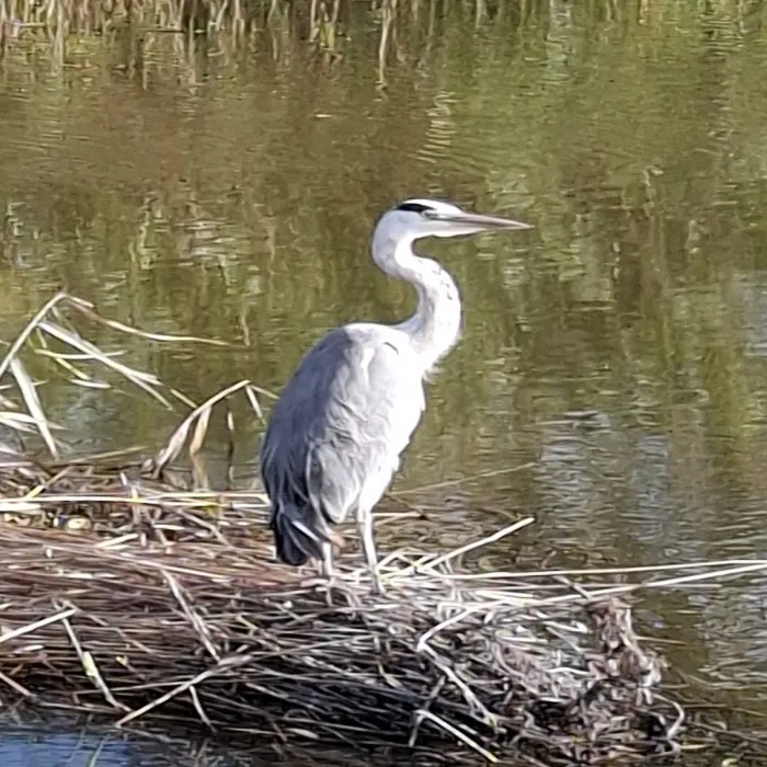 Waargenomen Blauwe reiger