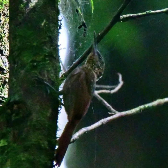 Spotted Cocoa Woodcreeper
