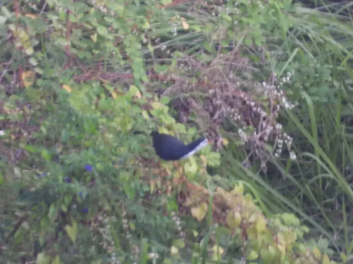 Spotted White-breasted Waterhen