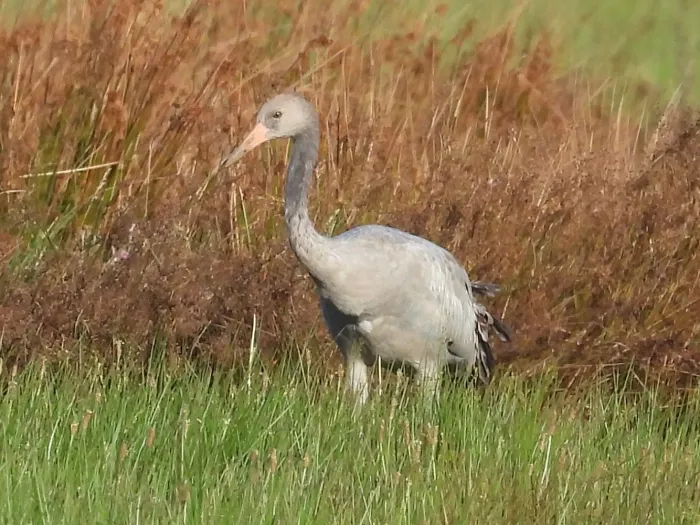 Waargenomen Kraanvogel