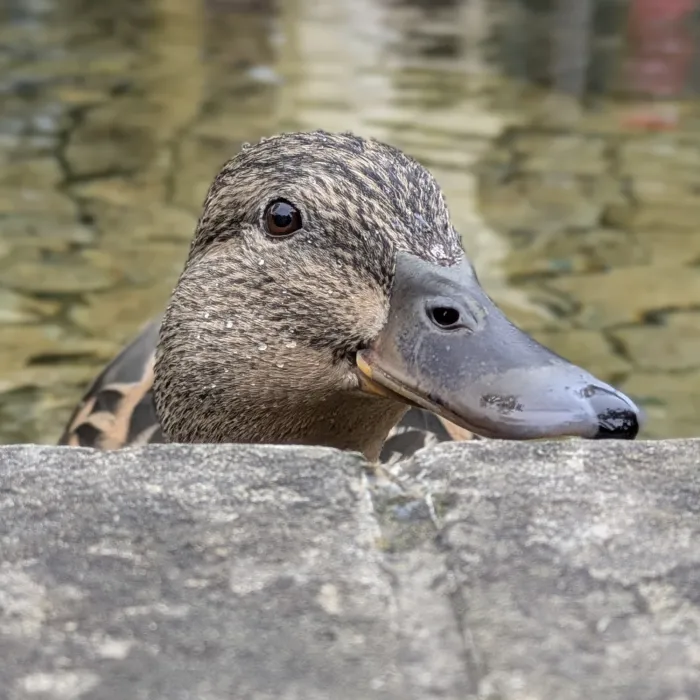 Spotted Mallard