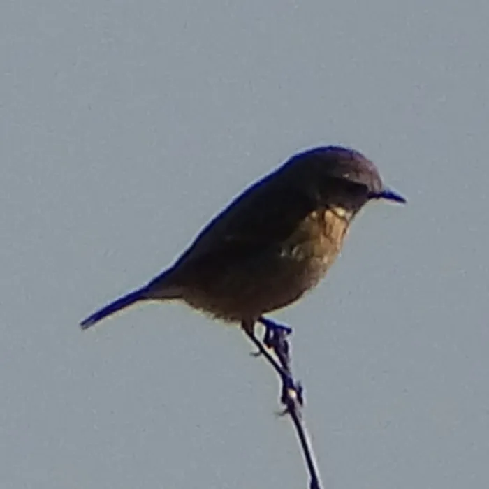 Gespotte Roodborsttapuit