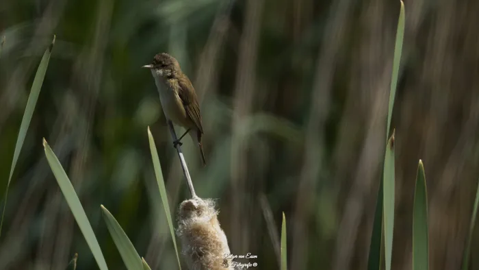Common Reed Warbler
