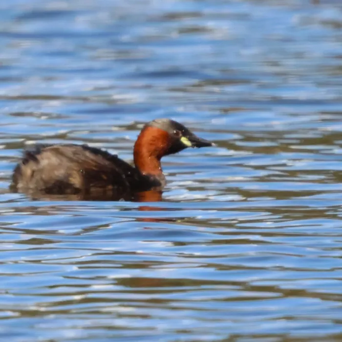 Spotted Little Grebe