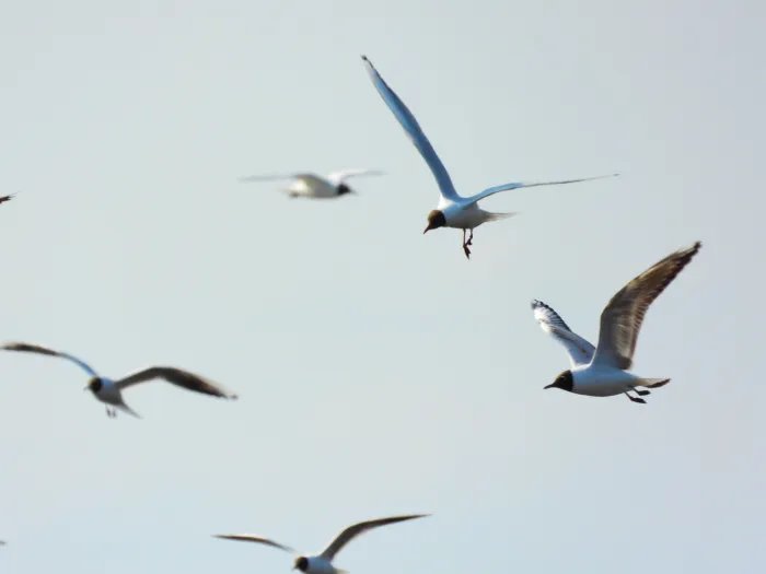 Spotted Black-headed Gull