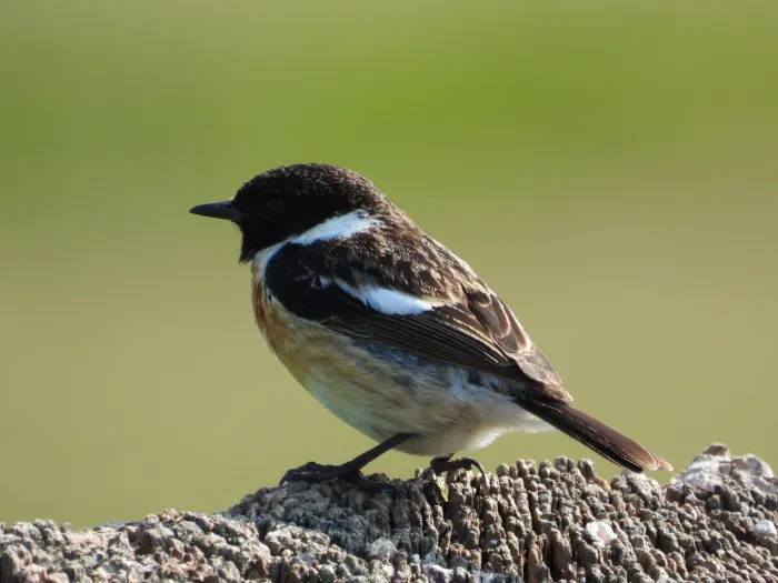 Spotted European Stonechat