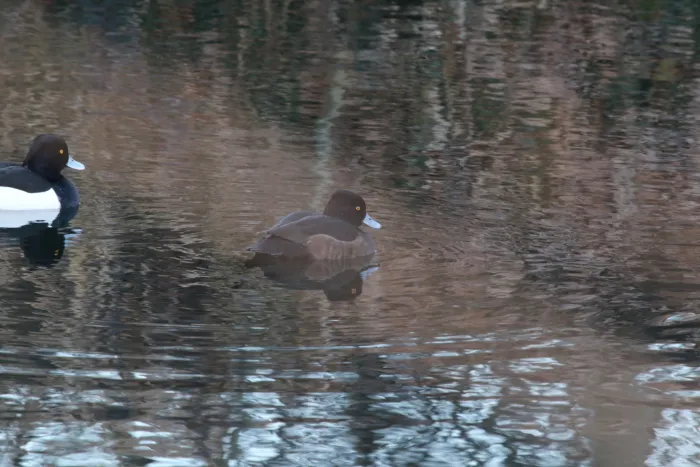 Spotted Tufted Duck