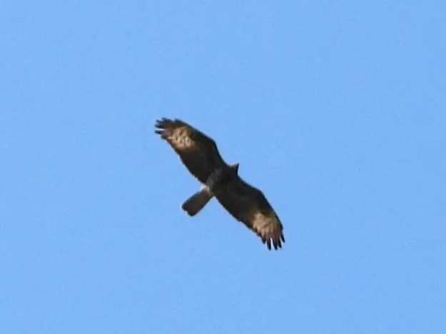 Spotted European Honey-buzzard