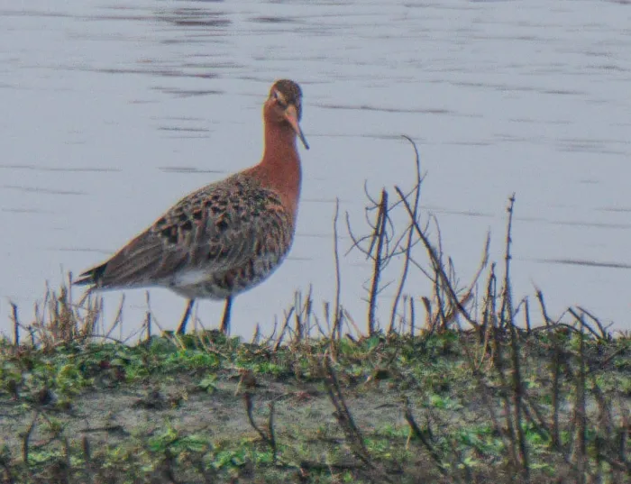 Black-tailed Godwit