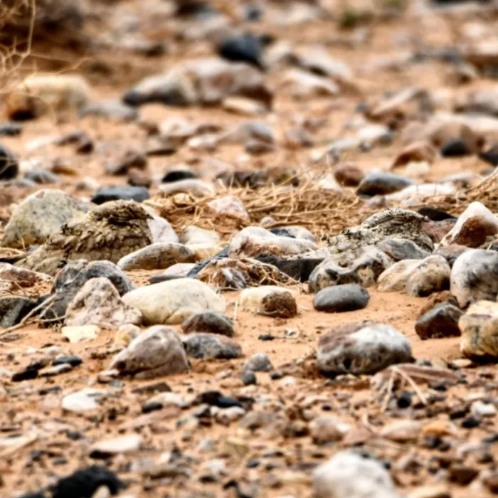 Spotted Egyptian Nightjar