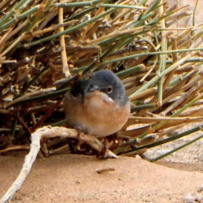 Gespotte Westelijke baardgrasmus