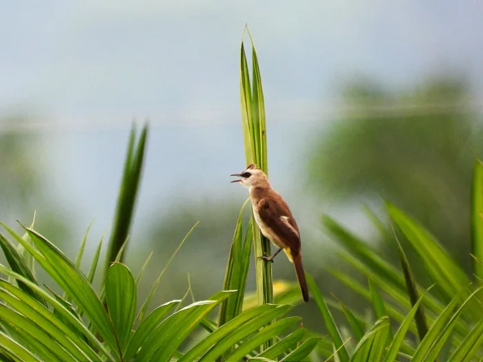 Spotted Yellow-vented Bulbul