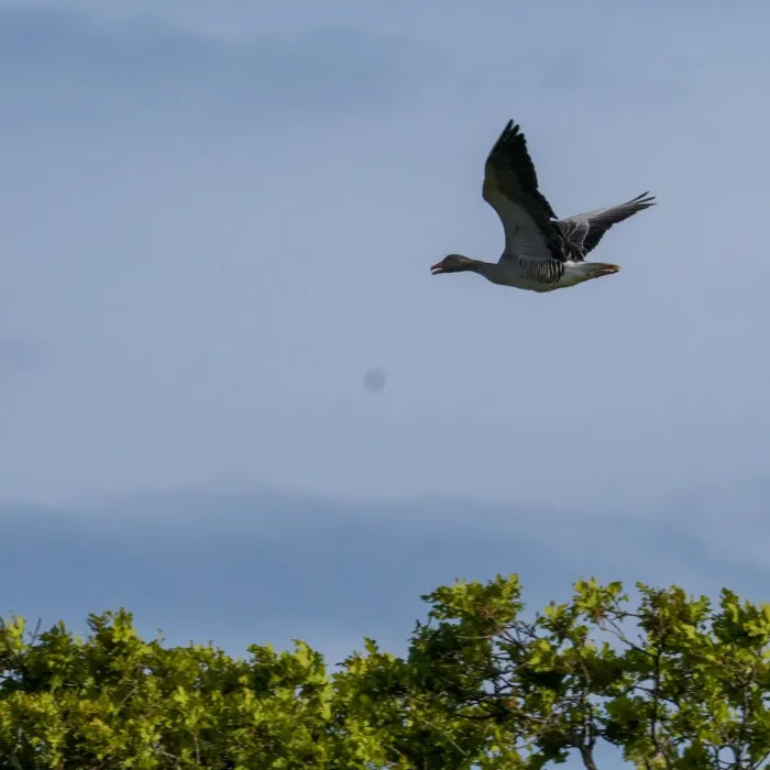 Graylag Goose