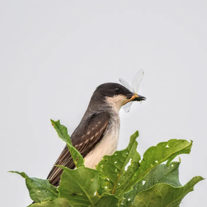 Spotted Eastern Kingbird